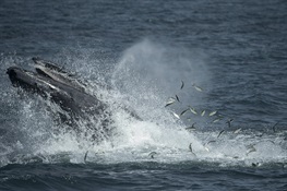 Scientists Say Environmental DNA Can Detect Whales and Dolphins in New York Waters